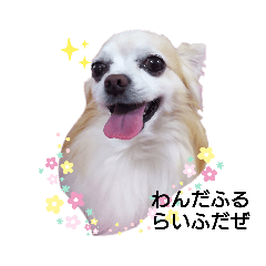 [LINEスタンプ] チワワのスローディズ