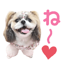 [LINEスタンプ] シーズー小豆8