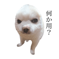 [LINEスタンプ] いんぬ