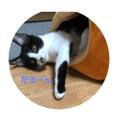 [LINEスタンプ] はちわれ猫 小太郎すたんぷ(   ᷇ᵕ ᷆  2