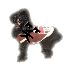 [LINEスタンプ] 犬 ダックス プードル パグ