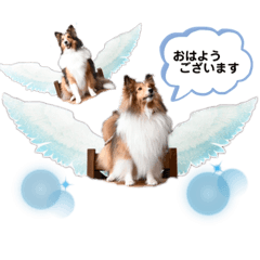 [LINEスタンプ] シェル友あいさつスタンプ