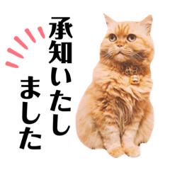 [LINEスタンプ] 我が家のきなこさん 敬語ver.