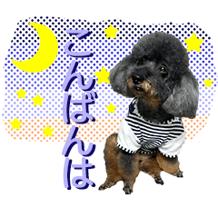 [LINEスタンプ] トイプードル リリィのスタンプ