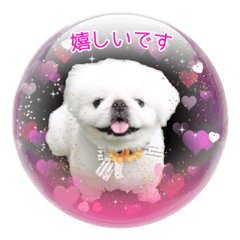 [LINEスタンプ] 毎日ペキニーズ 2の画像（メイン）