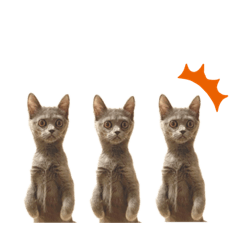 [LINEスタンプ] みるくのお友達