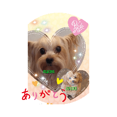 [LINEスタンプ] まろんLoveここあ(*˙˘˙)♡