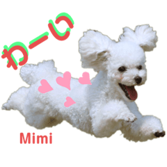 Poodle Mimi