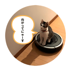 [LINEスタンプ] 猫好きが猫好きのために作ったスタンプ1