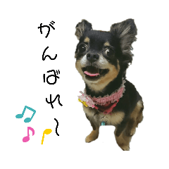 [LINEスタンプ] 可愛いチワワのぴーちゃん