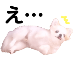 [LINEスタンプ] チワワのパーティーくん