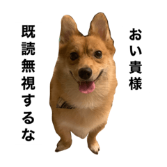 [LINEスタンプ] アホ犬LUCCI