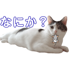 [LINEスタンプ] あんちょのスタンプ