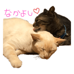 [LINEスタンプ] 吉田家のにゃんこ達