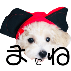 [LINEスタンプ] マルプーのティアラ