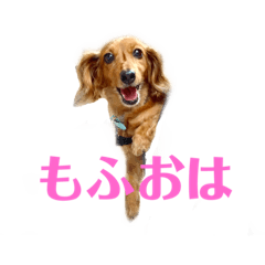 [LINEスタンプ] 愛犬もふちゃんスタンプ