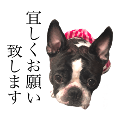 [LINEスタンプ] フレンチブルドッグのポルコくん★Ⅱ