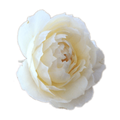 [LINEスタンプ] 自宅の庭に植えた花です。