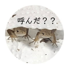 [LINEスタンプ] カナヘビ家族！！