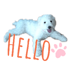 [LINEスタンプ] トイプードルのルナ