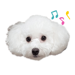 [LINEスタンプ] 雪丸☆雫☆トイプードル＆チワプープー②