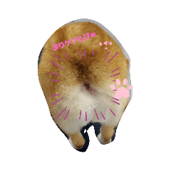[LINEスタンプ] コーギーのユウナ
