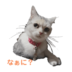 [LINEスタンプ] スコのまぁる