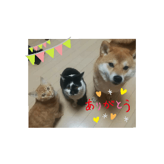 [LINEスタンプ] catアンドdog