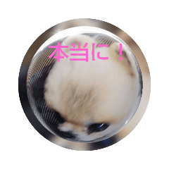 [LINEスタンプ] 老犬大好き