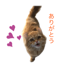 [LINEスタンプ] ヒカルの日常
