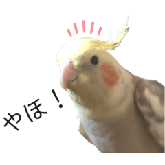[LINEスタンプ] オカメのほっぺちゃん