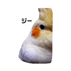 [LINEスタンプ] オカメインコのあおちゃん