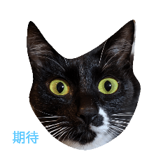 [LINEスタンプ] リアル黒猫スタンプの画像（メイン）