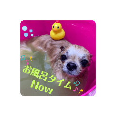 [LINEスタンプ] チワワのラズくん5