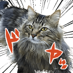 [LINEスタンプ] 猫のシーマスタンプ