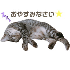 [LINEスタンプ] 猫のレオン君スタンプ