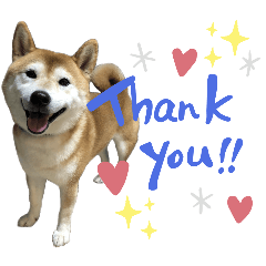 [LINEスタンプ] 可愛い柴犬【写真】