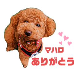 [LINEスタンプ] マハロのすたんぷ