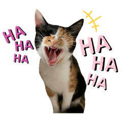 [LINEスタンプ] 三毛猫ペロのスタンプ
