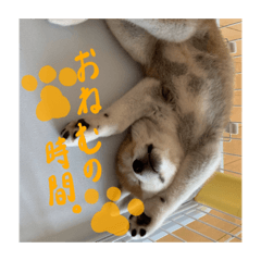 [LINEスタンプ] KOMACHII HARUHARUHARU