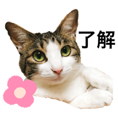 [LINEスタンプ] 菜っ葉とシエロ仲良しスタンプ