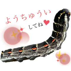 [LINEスタンプ] 魅惑の生物24