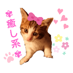 [LINEスタンプ] 見つめるキャッツ・アイ♡の画像（メイン）