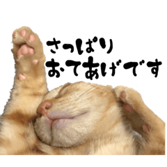 [LINEスタンプ] 三兄弟ねこ part1