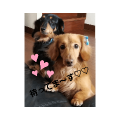 [LINEスタンプ] まろまろandここあ♡ˡºᵛᵉ