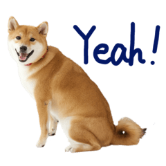 [LINEスタンプ] 柴犬・幸Sachi 4