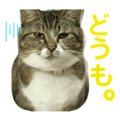 [LINEスタンプ] 気まぐれニャンズのつぶやきスタンプpart2