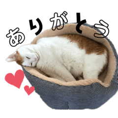 [LINEスタンプ] ニャックと申します。反応編