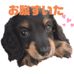[LINEスタンプ] かわいい動物達❤️