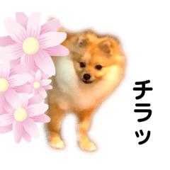 [LINEスタンプ] 我が家のくぅちゃん①（ポメラニアン）